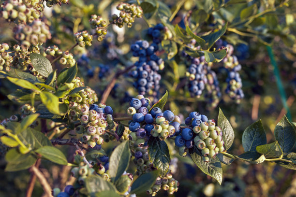 蓝莓农场准备季节性采摘。图片下载