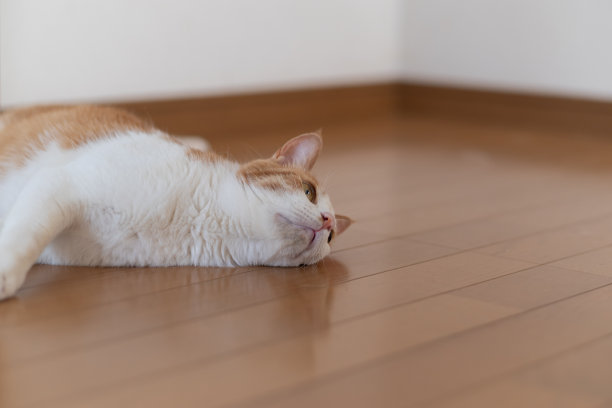 躺在猫图片下载