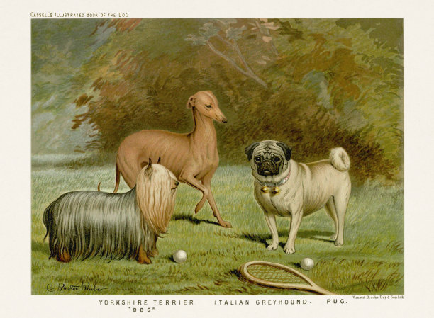 19世纪纯种狗插图图片下载