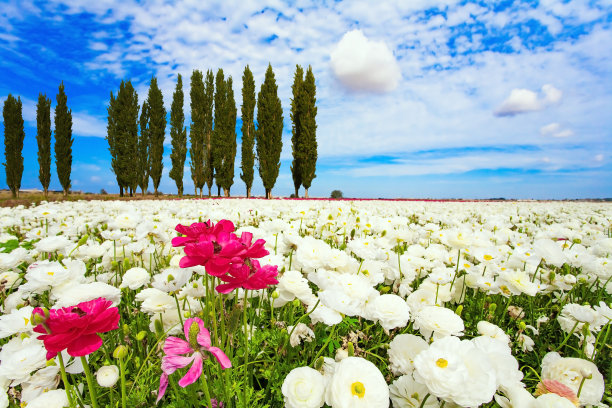 春天的花朵图片下载