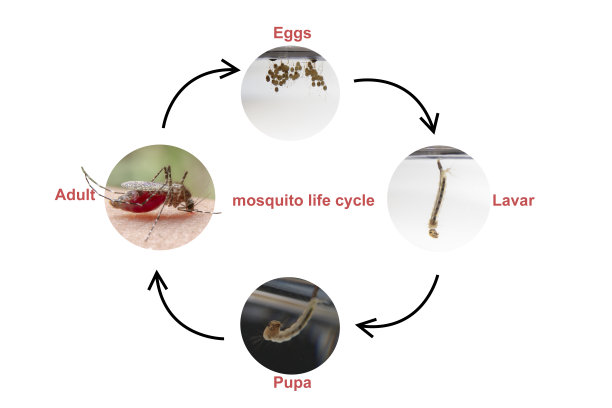 白底条纹蚊生活圈。白底分离蚊的生命周期。图片下载