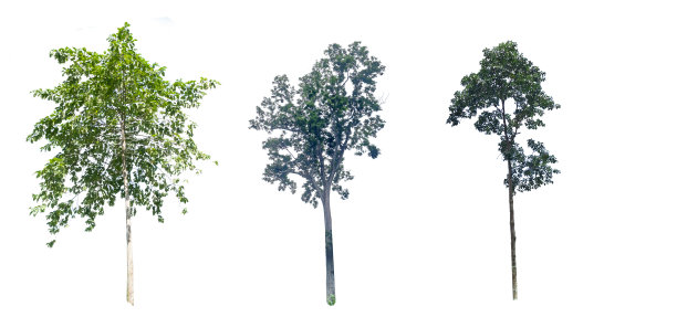 白色背景上孤零零的一棵大树图片下载