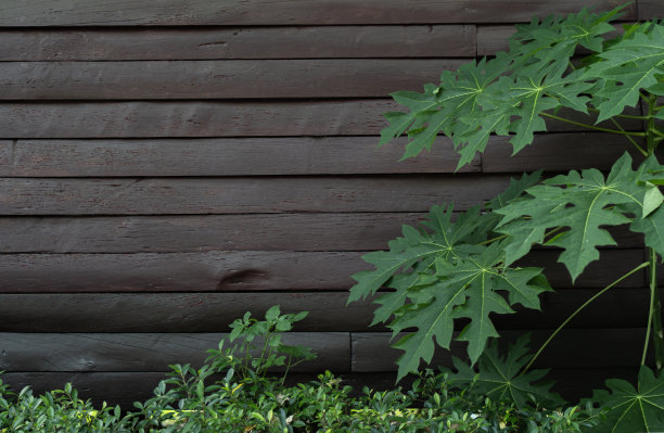 深褐色的木质壁纸背景上，木瓜叶子自然生长。图片下载