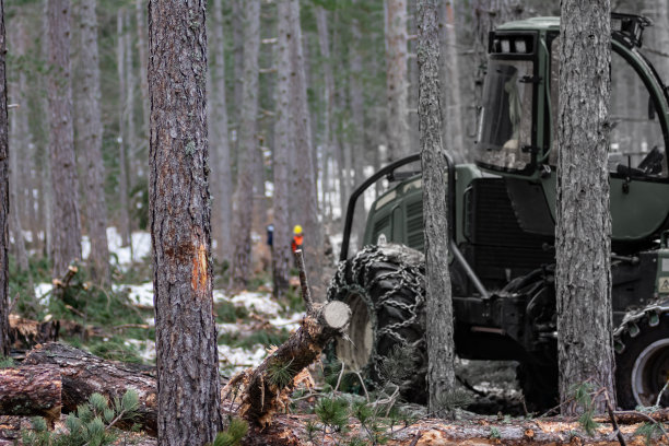 松林冬季开发图片下载