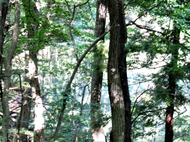 日本。森林湖。图片下载