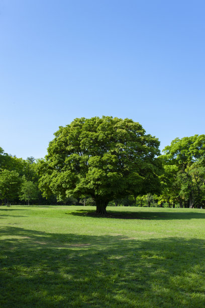 绿色的树图片下载