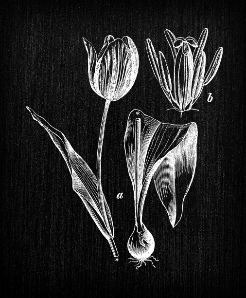 植物学植物仿古雕刻插画:Tulipa gesneriana (Didier's tulip or garden tulip)图片下载