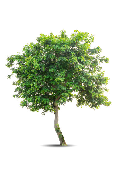 在白色背景上孤立的一棵大树。热带木材植物用于广告，建筑设计，剪报路径。绿叶森林和绿叶。在春季或夏季生长的大树干图片下载
