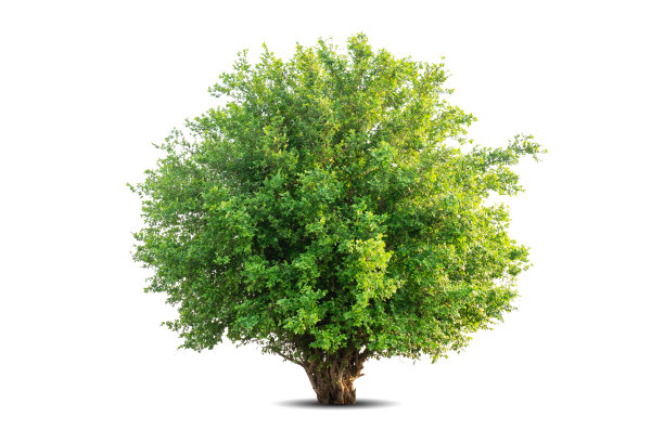 在白色背景上孤立的一棵大树。热带木材植物用于广告，建筑设计，剪报路径。绿叶森林和绿叶。在春季或夏季生长的大树干图片下载