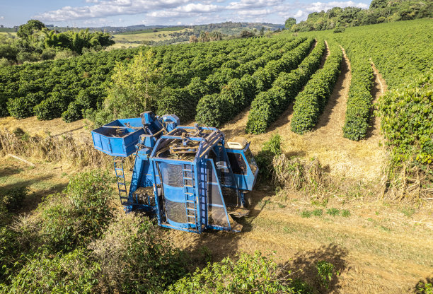 巴西米纳斯吉拉斯的咖啡机械化收割。图片下载