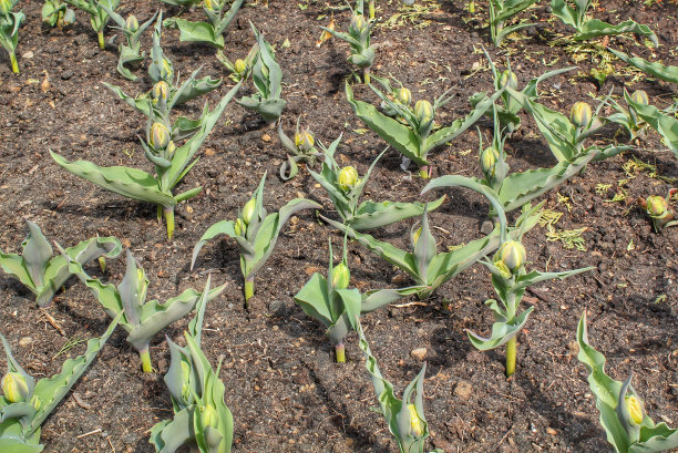 郁金香从寒冷的春土中发芽。新鲜的植物，从公园的花坛里冒出来。花园初春，大自然观念觉醒。球茎花生长在后院。第一批年轻的绿色植物图片下载