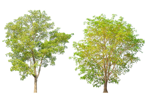 红木、红木、紫檀树。图片下载