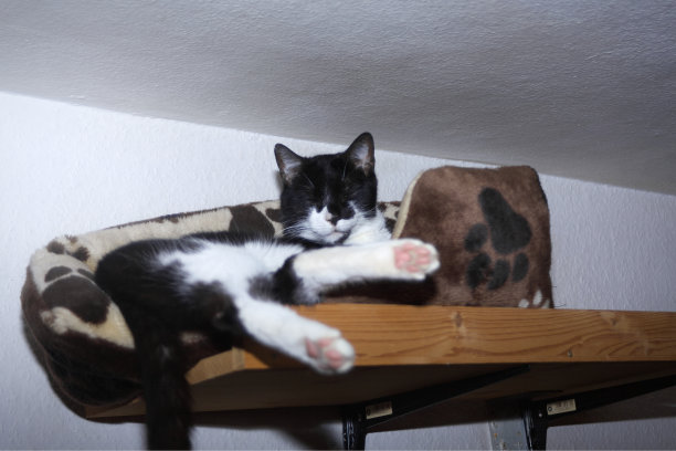 燕尾服猫睡在篮子床上图片下载