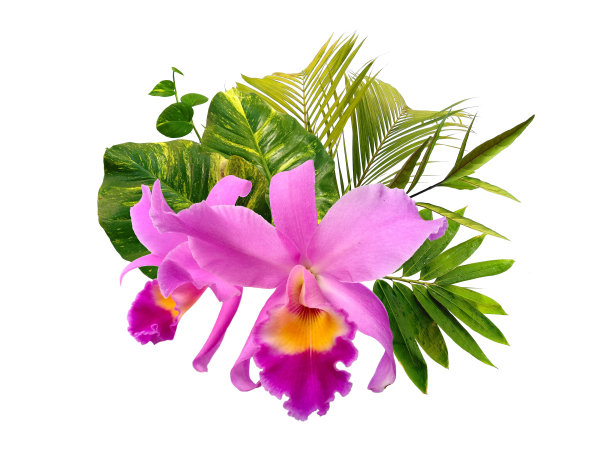 用于装饰或框架的叶和花插花。美丽的绿叶。花和绿叶孤立在白色背景上。图片下载