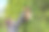 一个男人用电动修剪器修剪高高的树篱。一位业主正在修剪树篱。图片下载