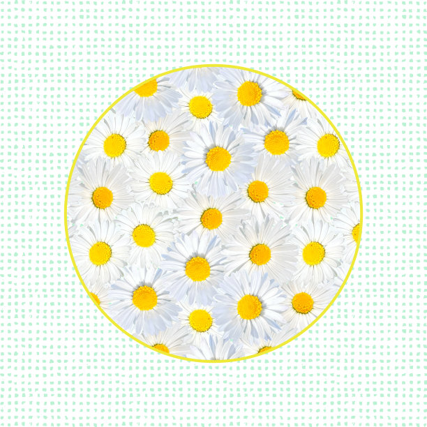 圆背景与特写洋甘菊雏菊花图案。复活节贺卡设计元素，新娘淋浴和婚礼卡。图片下载