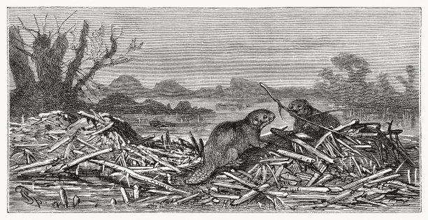 《海狸筑水坝》，木刻，出版于1889年图片下载