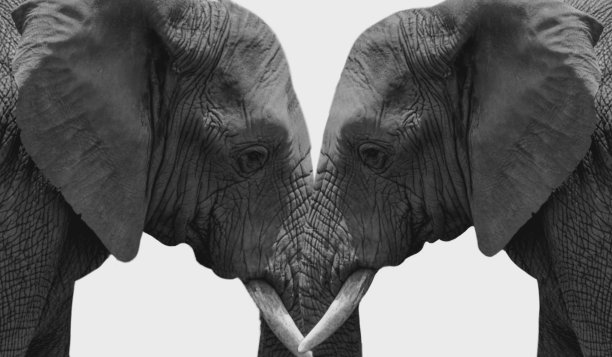 《白色背景下的两只大象与孤立》中的美丽爱情关系图片下载