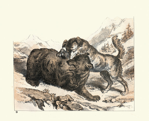 瑞士山地犬，森纳猎犬，攻击熊，1880年代，19世纪图片下载