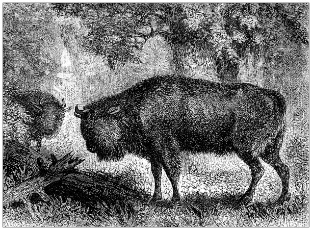 古董插图:野牛图片下载
