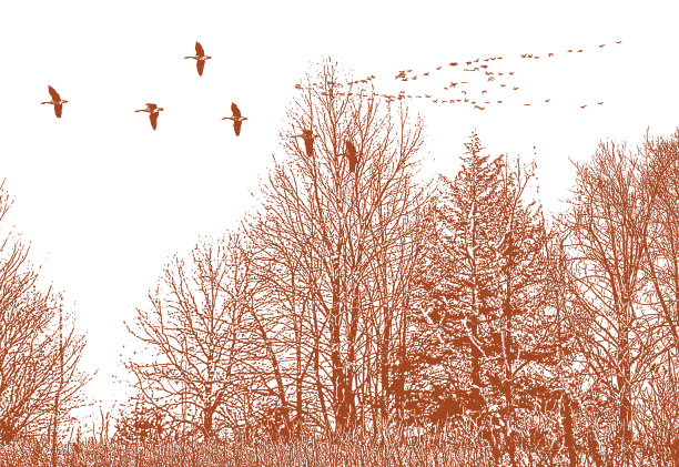 水鸟以V字队形飞行图片下载