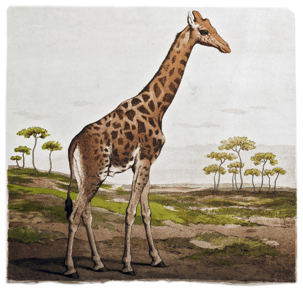 非洲荒野中的长颈鹿图片下载