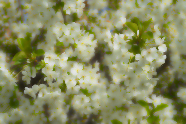 英国乡村花园里的樱花图片下载