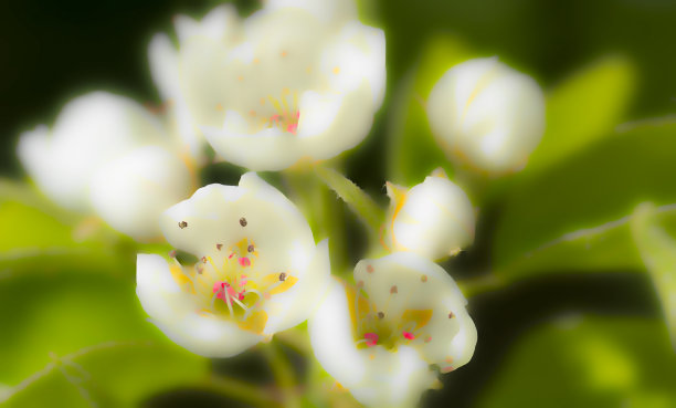 英国乡村花园里的樱花图片下载