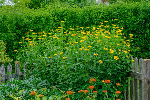 黄色的花在木栅栏后面，照片中黄色的花在绿树的背景上，在木板做成的栅栏后面。图片下载