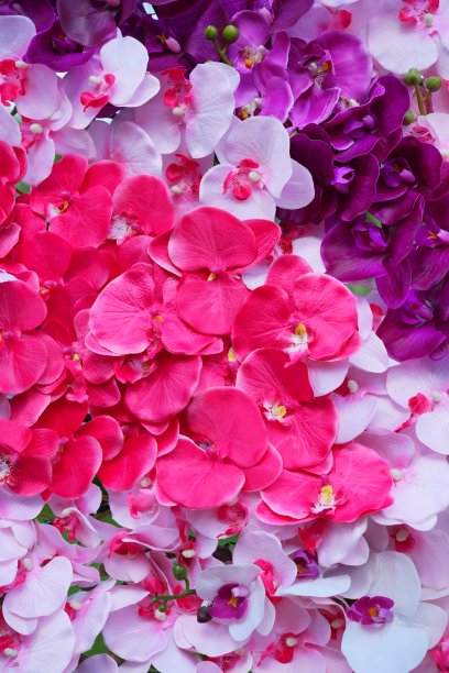 美丽多彩的兰花图片下载