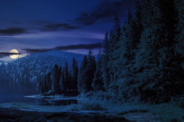 湖在夜间被一片松林环绕图片下载