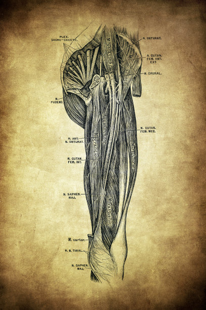脚部的神经图片下载
