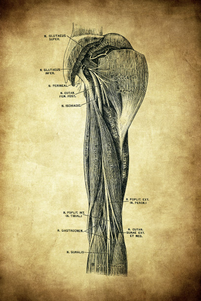坐骨神经图片下载