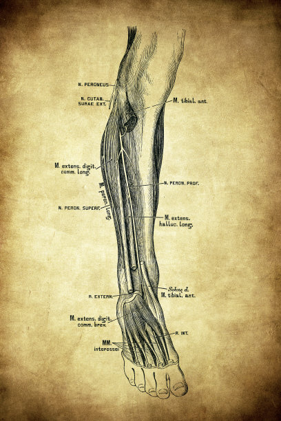 腓神经图片下载