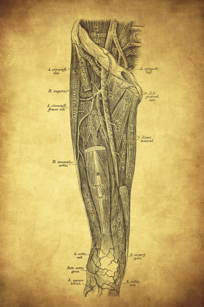 腿动脉图片下载