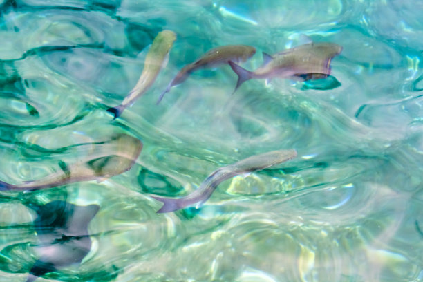 一群正在游泳的鲻鱼。图片下载