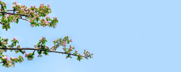 蓝色的天空映衬着一朵朵苹果树。春天的花的背景。横幅图片下载