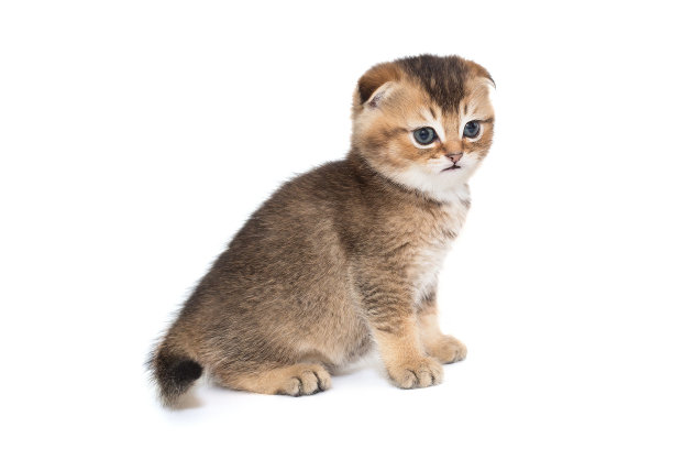 蓝色眼睛的苏格兰条纹小猫图片下载