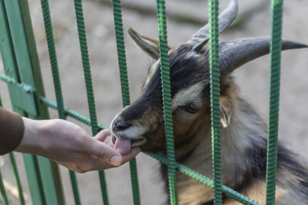 一只山羊透过动物园围栏的栅栏舔着一个人的手。被囚禁的动物。图片下载
