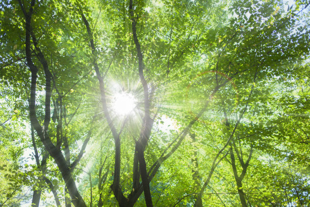 森林的阳光图片下载