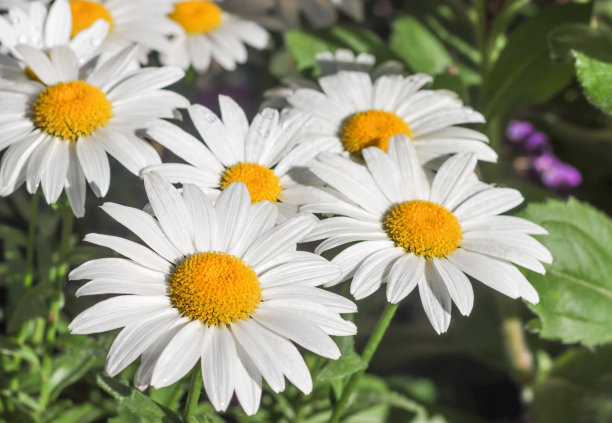 怀俄明州提顿县杰克逊霍尔的牛眼雏菊图片下载