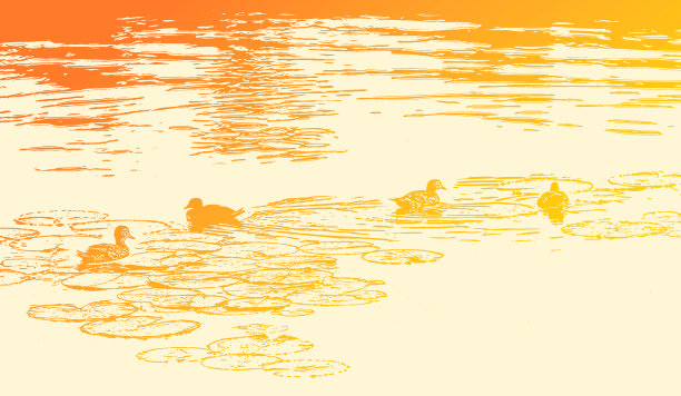 鸭子在湖上游泳图片下载