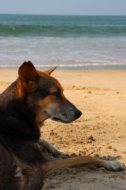 印度果阿，帕洛勒姆海滩，落潮时，一只印度流浪狗躺在靠近海边的沙滩上图片下载