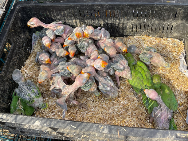 特写图片，黑色的塑料板条箱内衬稻草，里面挤满了没有羽毛的长尾小鹦鹉，它们闭着眼睛，用手抚育着小鸟图片下载