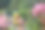 孩子们在绿色的花园里玩耍图片下载