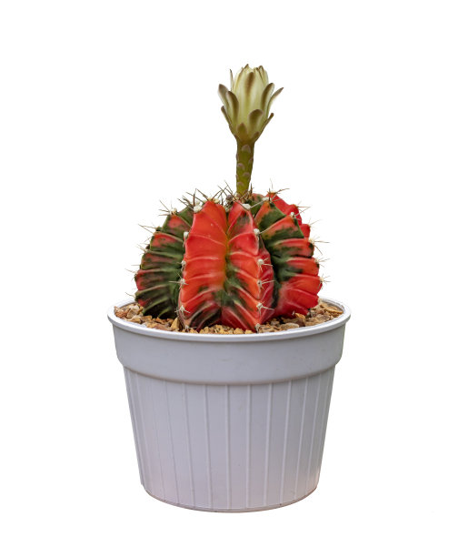 仙人掌的杂色与开花在盆栽孤立在白色背景图片下载