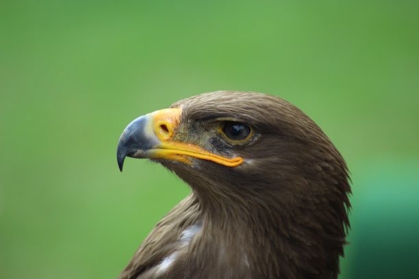 高质量的金龟子库存照片-发布并准备为您的项目。图片下载