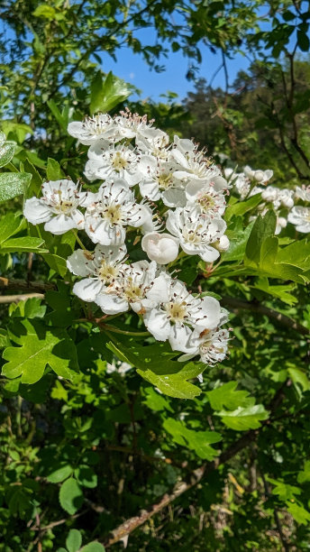 在花园里的绣球花或结婚蛋糕树。它是一种开花植物在阿杜科。图片下载