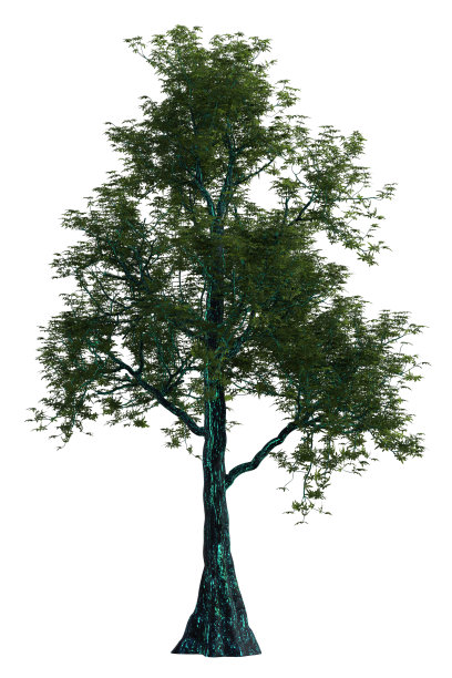 热带树与发光树皮隔离在白色，3d渲染。图片下载