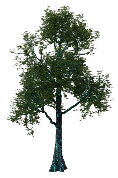 热带树与发光树皮隔离在白色，3d渲染。图片下载